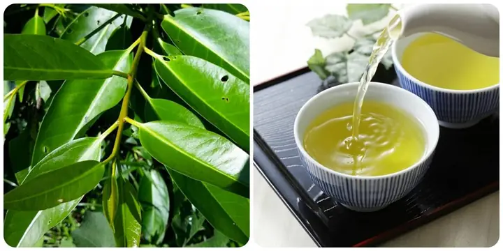 Nên uống nước vối vào lúc nào? Thời điểm vàng tối ưu hóa lợi ích Nên Uống Nước Vối Vào Lúc Nào? Thời Điểm Vàng Tối Ưu Hóa Lợi Ích