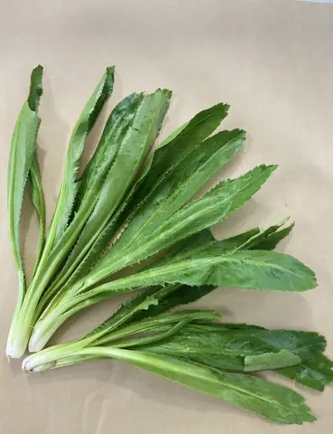 Ngò Gai Có Tác Dụng Gì? Tổng Hợp 15 Lợi Ích Sức Khỏe & Cách Dùng Ngò Gai Có Tác Dụng Gì? Tổng Hợp 15 Lợi Ích Sức Khỏe & Cách Dùng