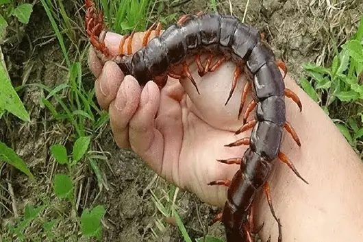 Rượu Rết Có Tác Dụng Gì? Tổng Hợp Thông Tin Chi Tiết