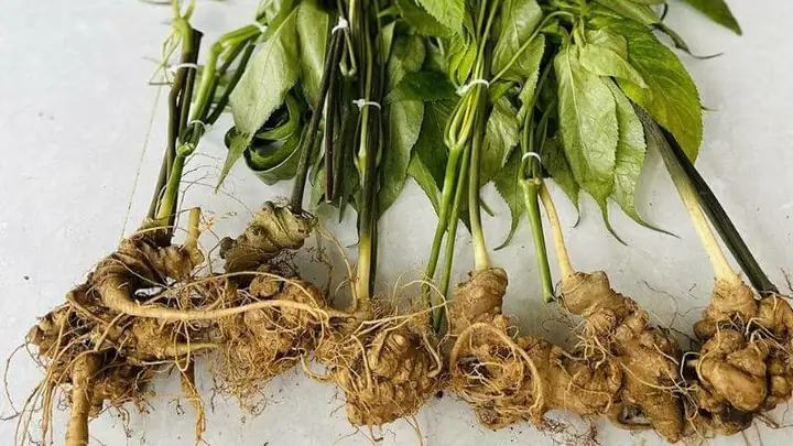 Sâm Ngọc Linh Tác Dụng: Tổng Hợp Kiến Thức Đáng Tin Cậy Sâm Ngọc Linh Tác Dụng: Tổng Hợp Kiến Thức Đáng Tin Cậy