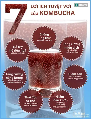 Trà Kombucha Có Tác Dụng Gì? Tổng Hợp Khoa Học Và Thực Tế