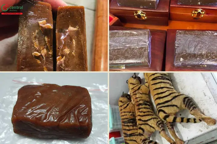 Uống Cao Hổ Cốt Có Tác Dụng Gì? Thông Tin Chi Tiết Từ Y Học Cổ Truyền Đến Nghiên Cứu Hiện Đại