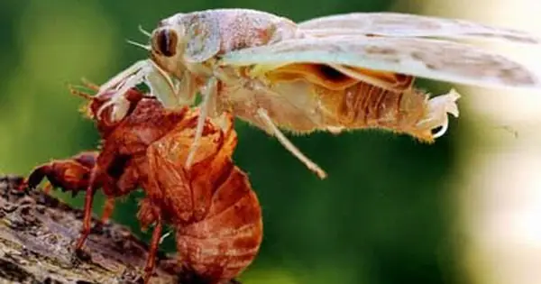 Xác Ve Sầu Có Tác Dụng Gì? Tổng Hợp Chi Tiết Từ A Đến Z